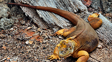 11-Day Galapagos Spanish Program