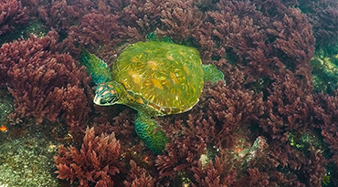 14-Day Galapagos Spanish Immersion